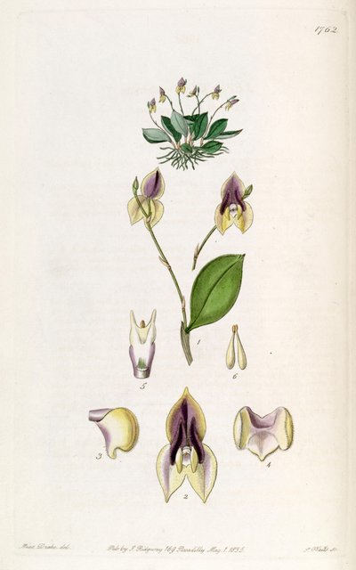 Lepanthes tridentata by Miss Drake